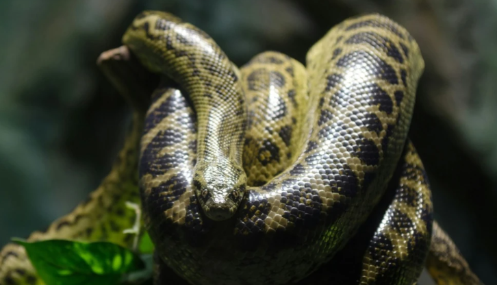 LORETO: HOMBRE MUERE TRAS SER ATACADO POR UNA ANACONDA EN LA FRONTERA DE PERÚ CON ECUADOR